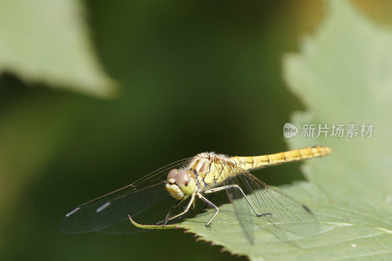 普通蜻蜓(学名:Sympetrum striolatum)雌性